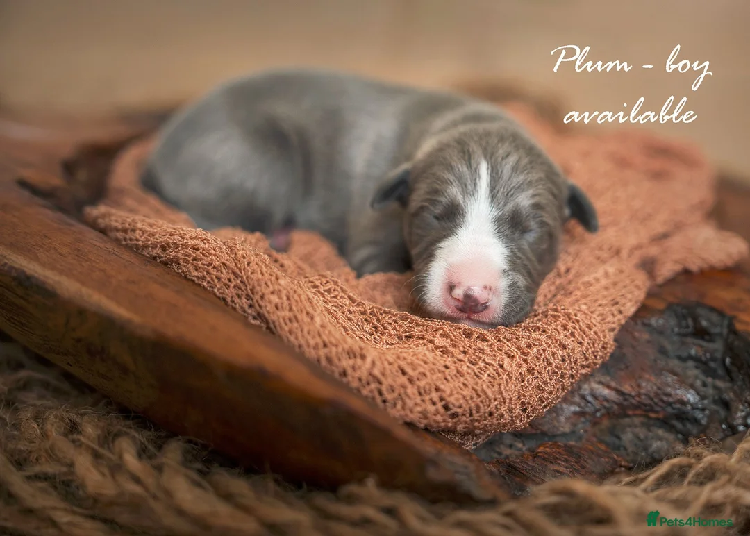 Whippet dogs for sale: KC Reg Whippet Pups-Heart Tested Clear Parents - Advert 37