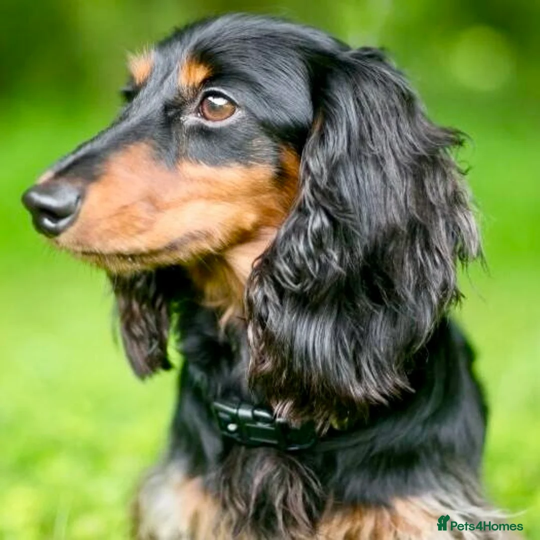 Miniature Dachshund dogs for sale: Female longhair mini dachshund  in Stratford-upon-Avon - Advert 1