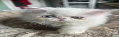 Persian 4