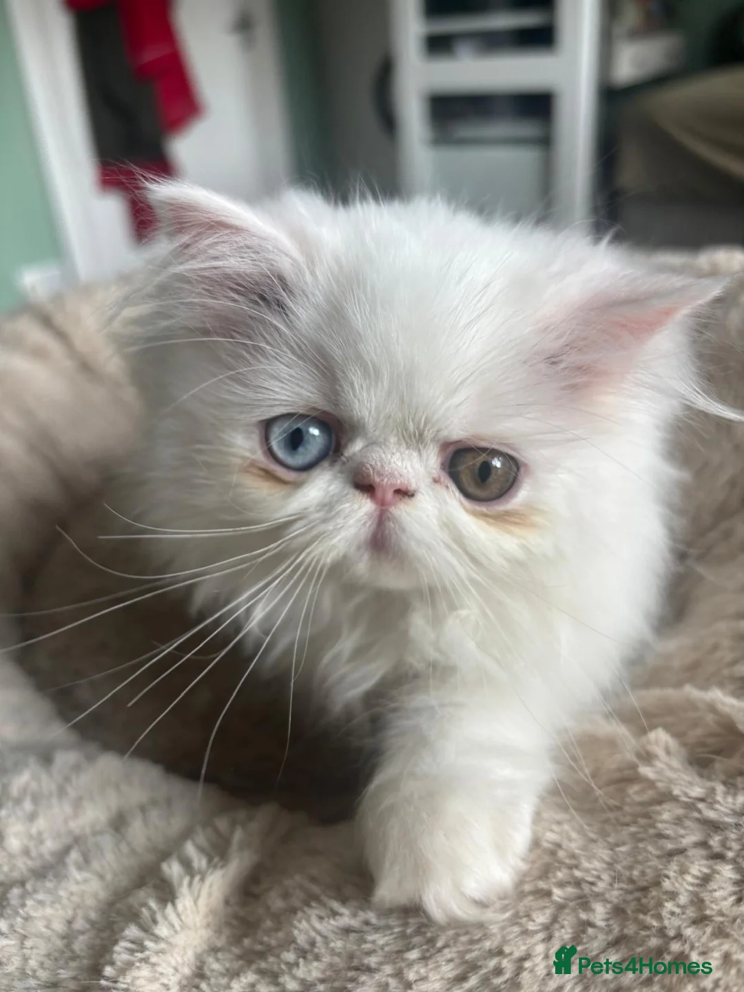 Persian cats for sale: 5 adorable Persian kittens for sale in Birmingham - Advert 2