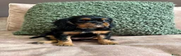 Cavalier King Charles Spaniel dogs for sale: Donna Jays Petite Cavaliers 🌟🌟🌟🌟🌟 - Advert 2