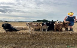 Labrador Retriever dogs for sale: Yellow and black lab pups  - Image 6