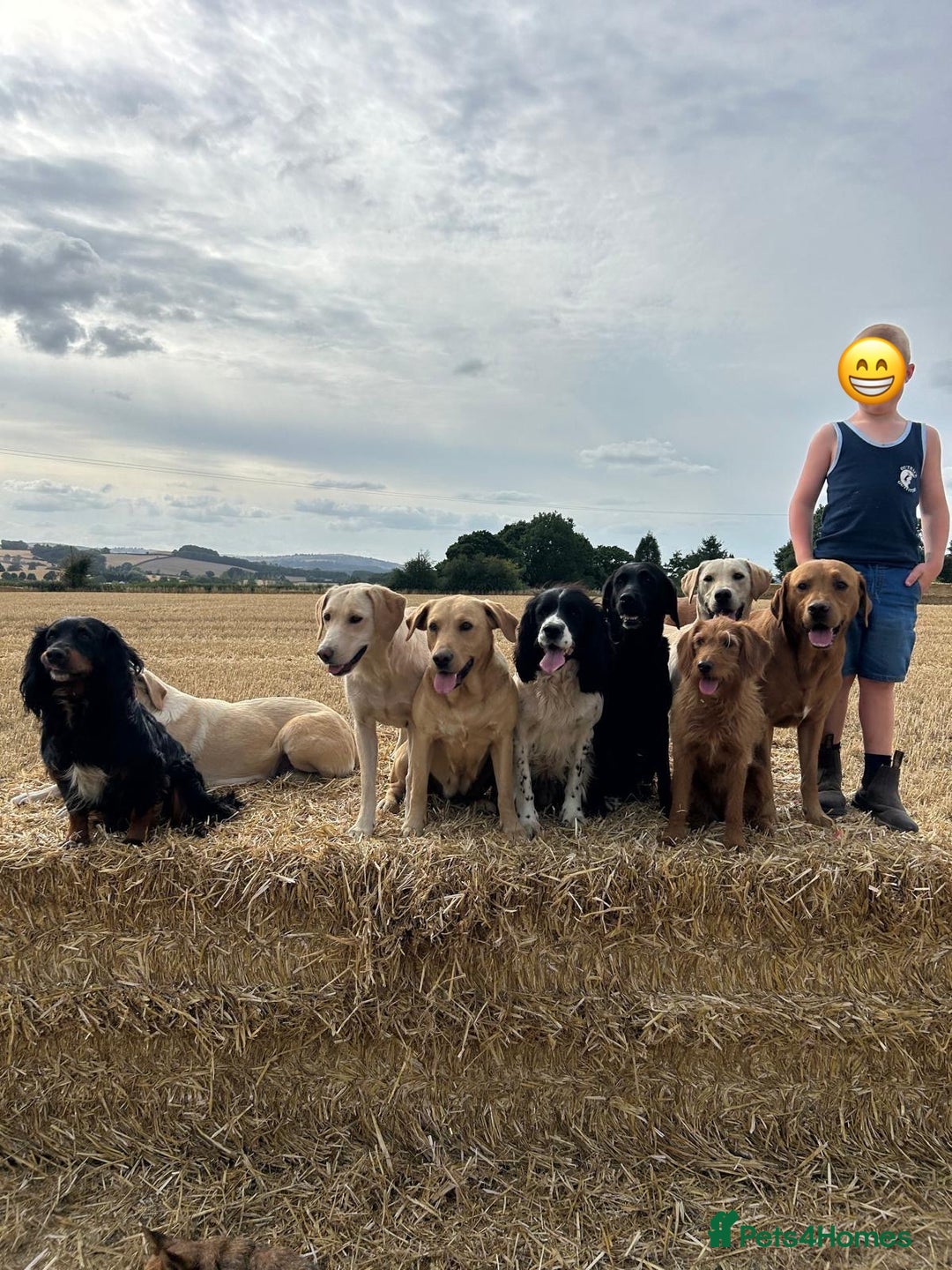 Labrador Retriever dogs for sale: Yellow and black lab pups  - Image 6