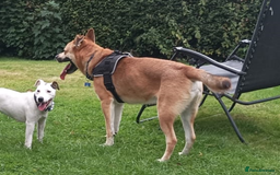 Mixed Breed dogs for sale: Odin. Sweet and beautiful crossbreed boy - Image 8