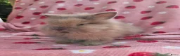 Lionhead rabbits for sale: Fluffy Teddy lion head x Angora ☆8weeks ready now - Advert 18