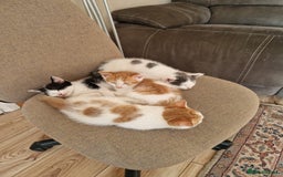 Mixed Breed cats for sale: Kittens for sale  - Image 13
