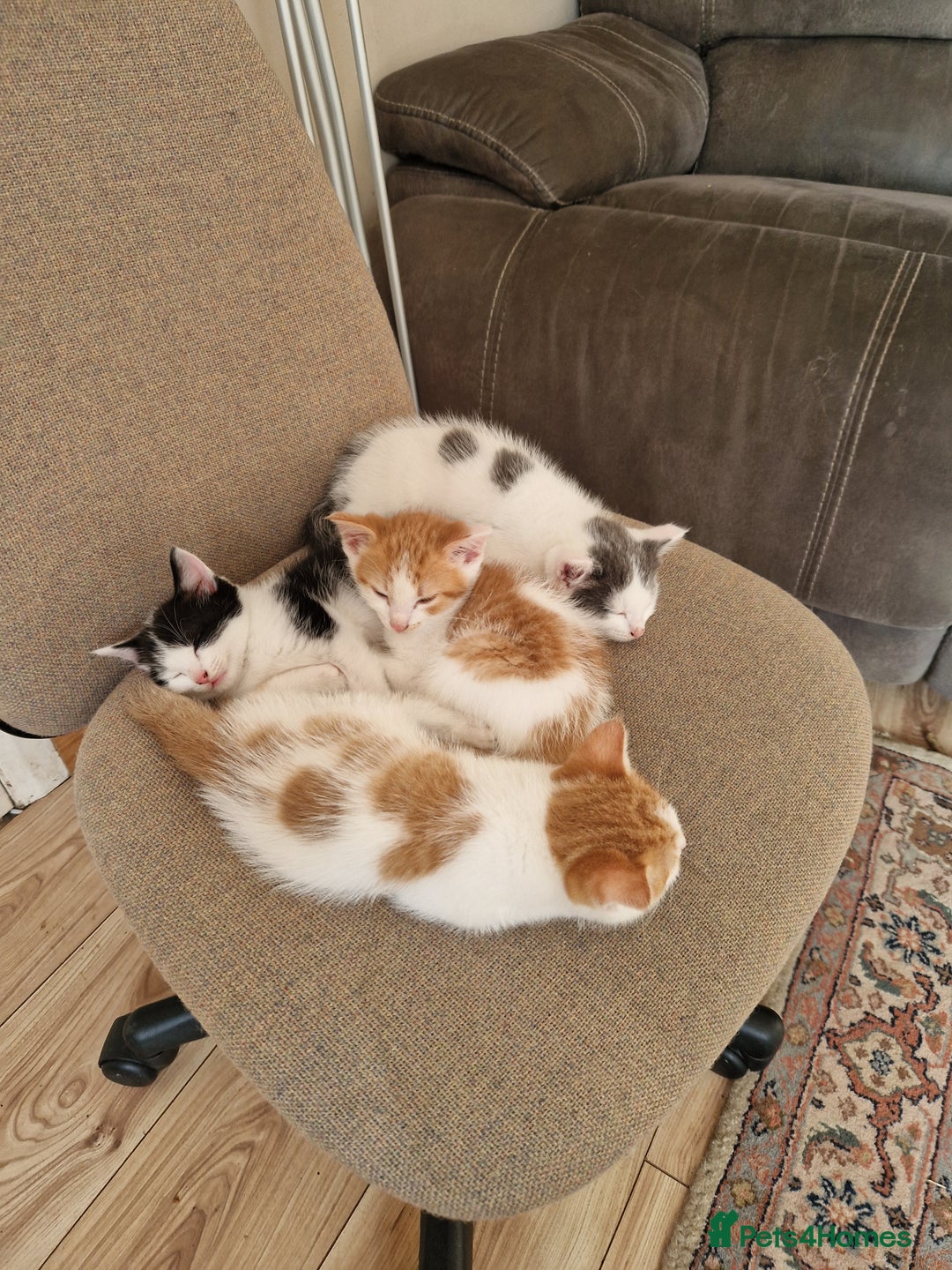Mixed Breed cats for sale: Kittens for sale  - Image 13