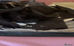 Bengal cats for sale: Beautiful kittens💕 - Advert 6