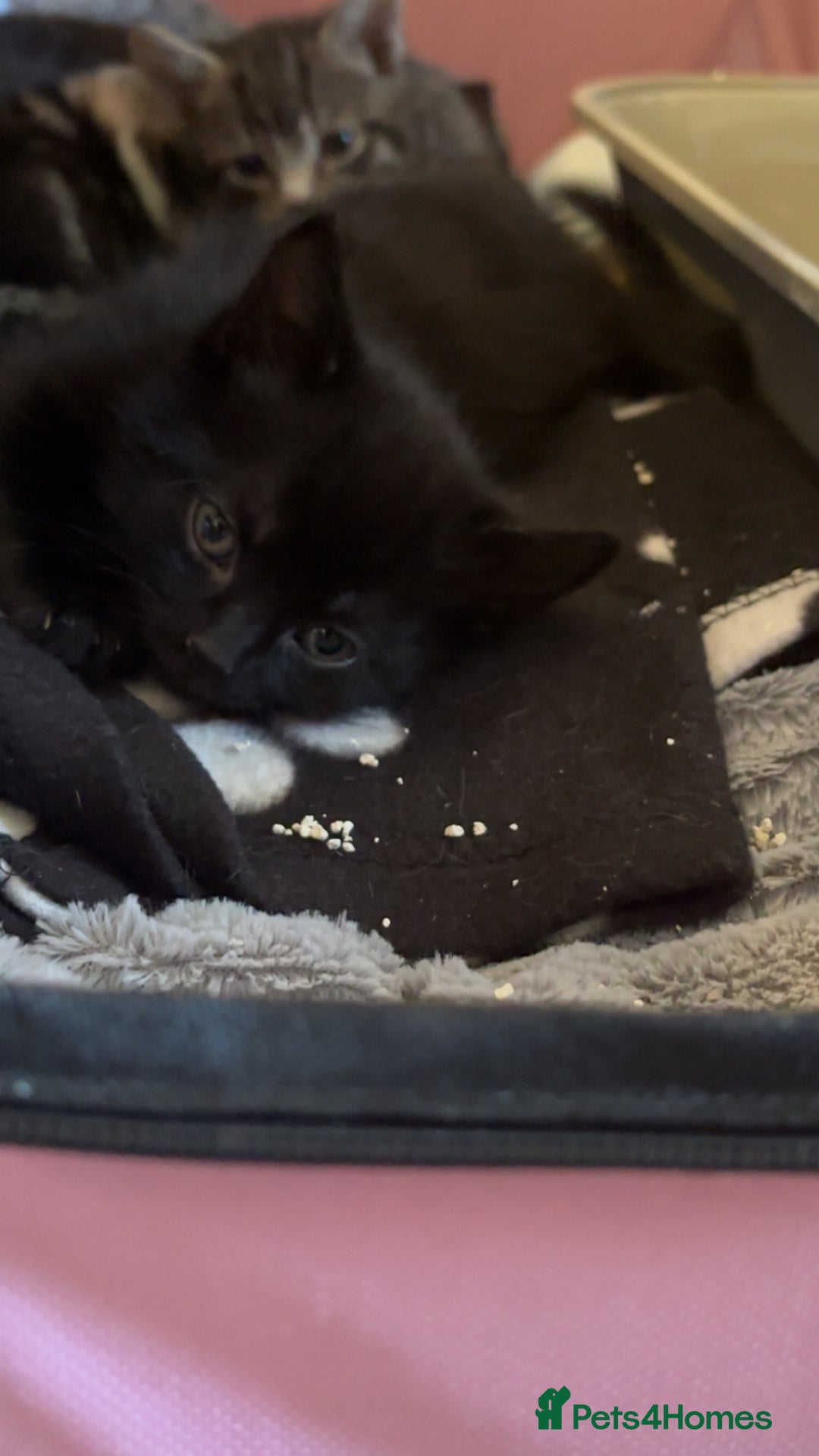 Bengal cats for sale: Beautiful kittens💕 - Advert 6