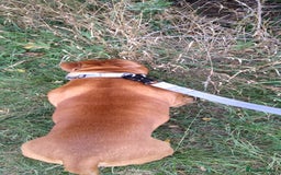 Staffordshire Bull Terrier dogs for sale: RED STAFFORDSHIRE BULL TERRIER consider Co-owner - Image 8