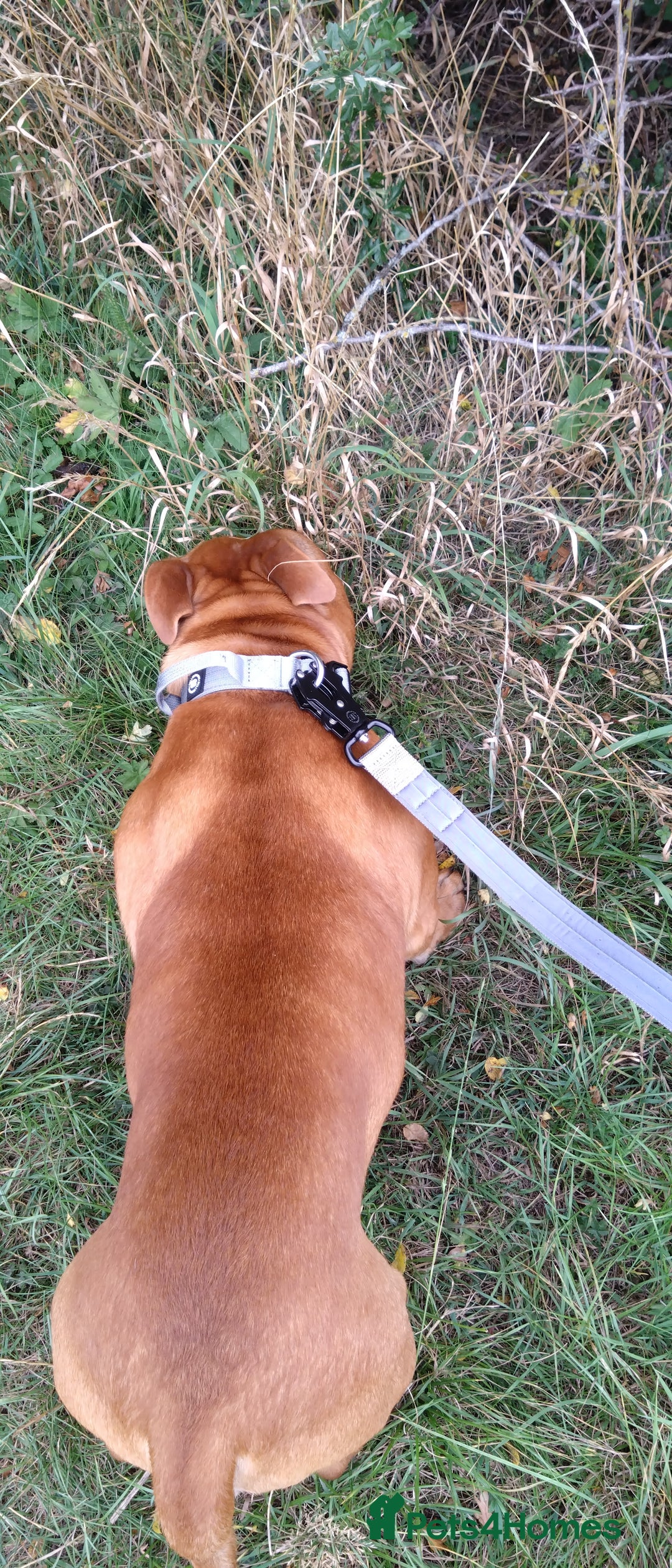 Staffordshire Bull Terrier dogs for sale: RED STAFFORDSHIRE BULL TERRIER consider Co-owner - Image 8