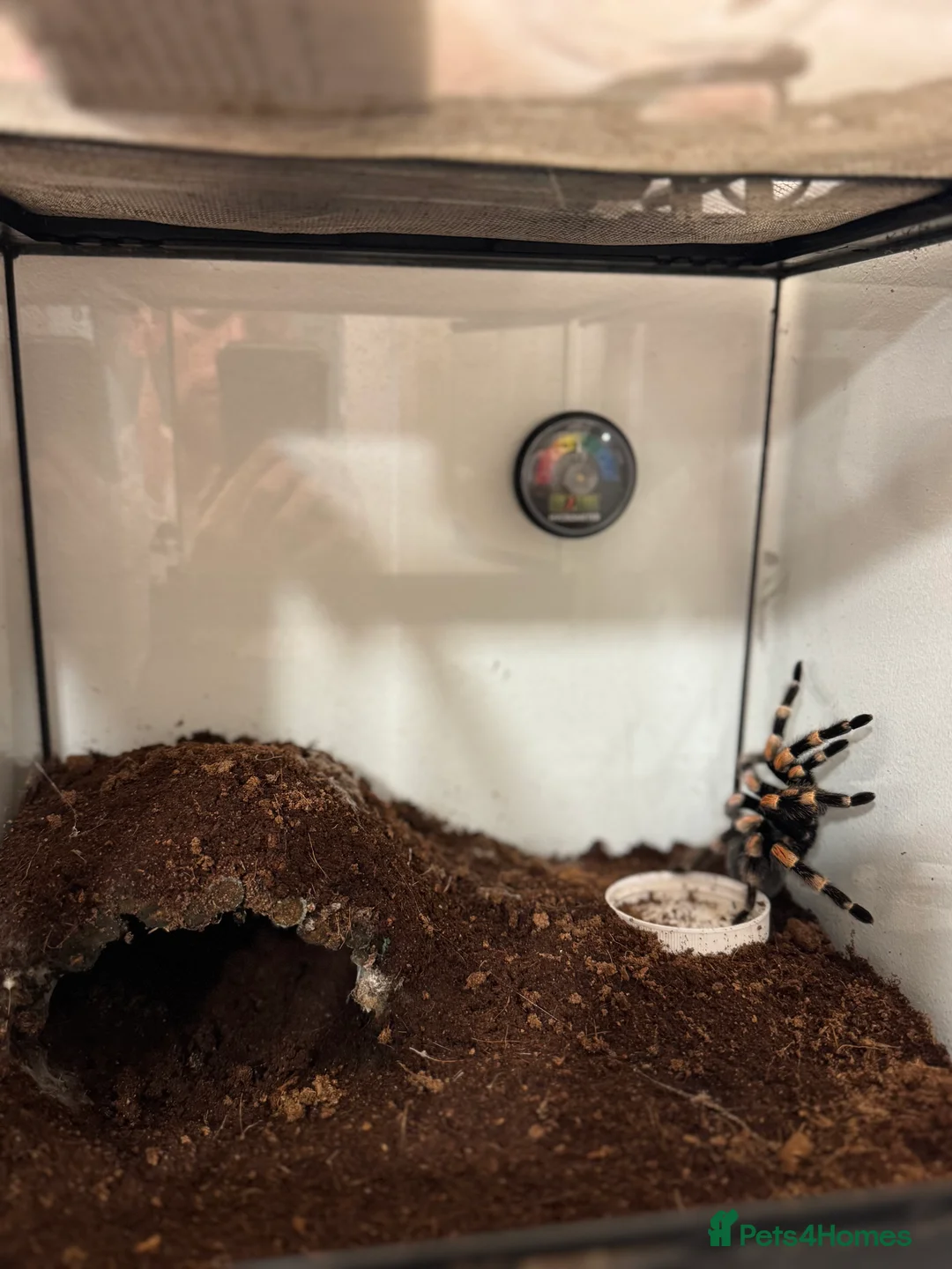 Tarantulas invertebrates for sale: MEXICAN REDKNEE TARANTULA MALE  - Advert 3