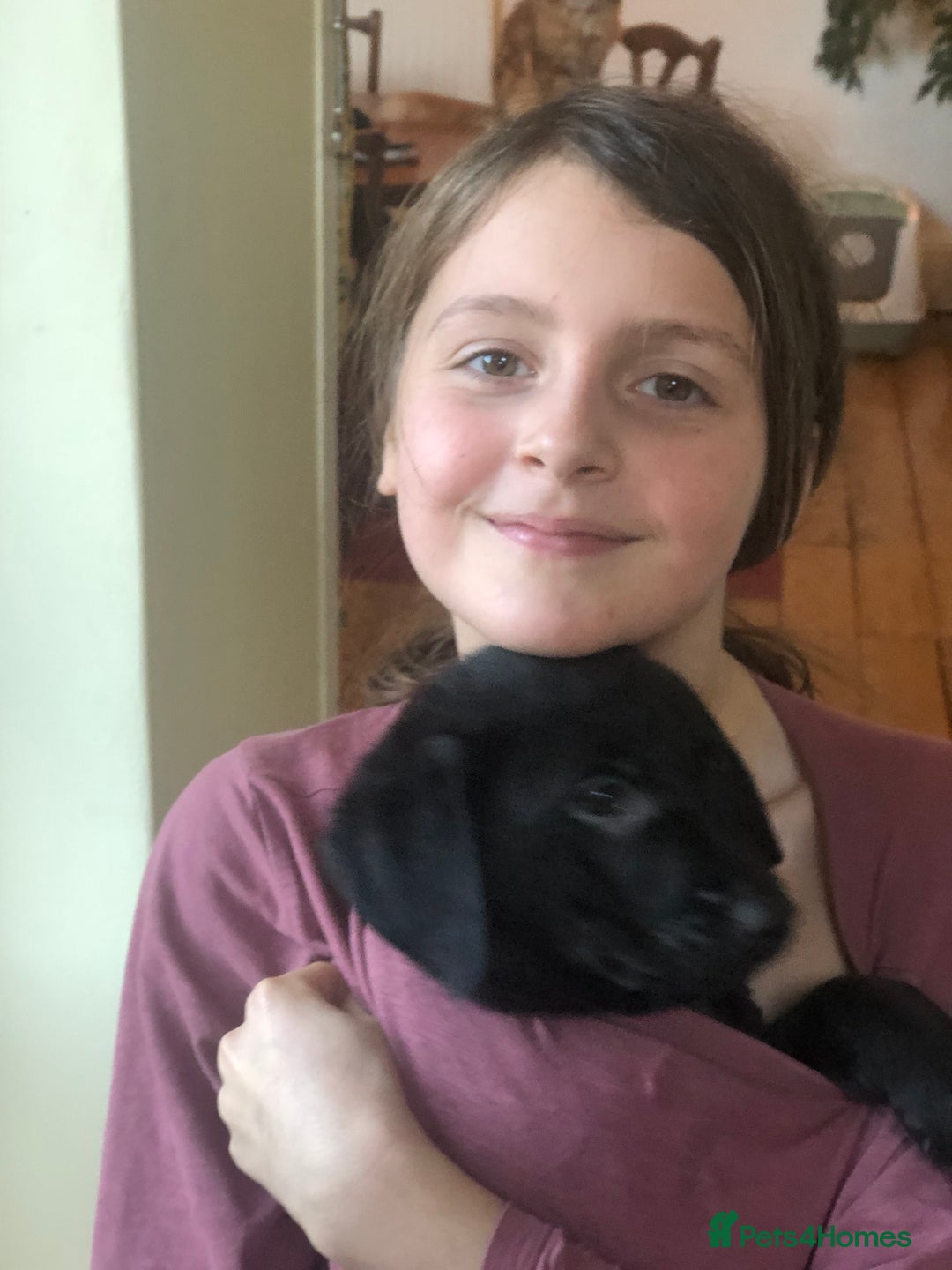 Labrador Retriever dogs for sale: Gorgeous standout Bowes-Lyon Lab KC registered  - Advert 10