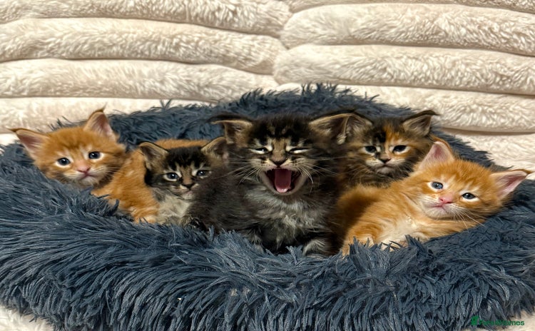 Maine Coon cats - Advert 16
