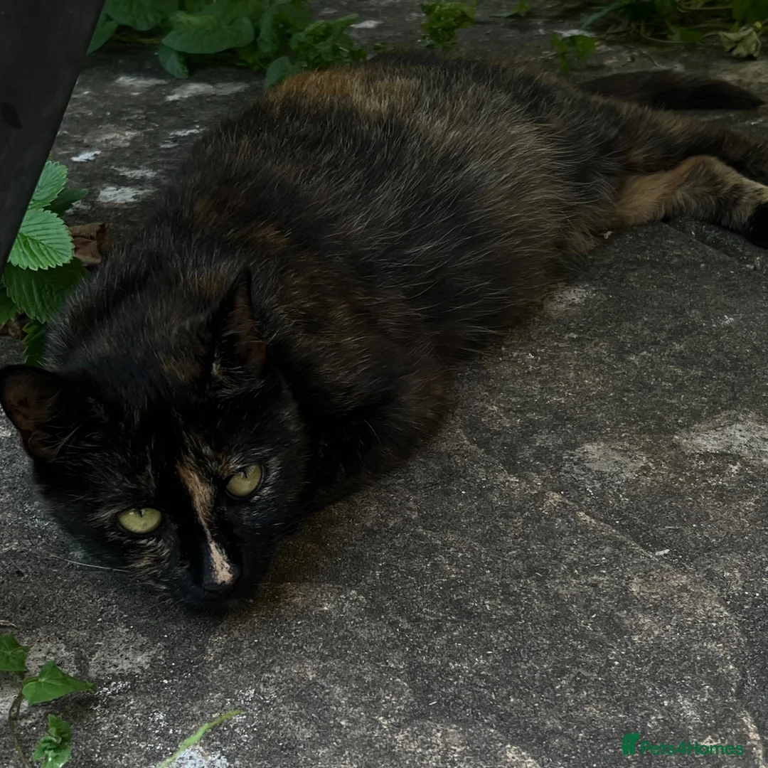 Mixed Breed cats for sale: 5 beautiful male kittens for loving family  in Southampton - Advert 2