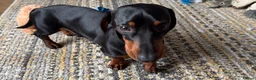 Miniature Dachshund dogs for stud: dafydd - Advert 3