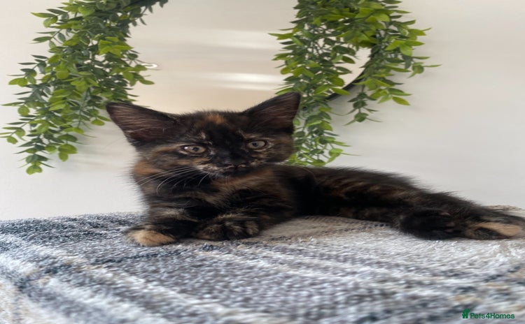 Domestic Shorthair cats - Advert 18