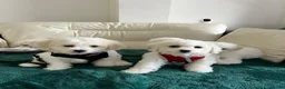 Bichon Frise dogs for sale: Purebred bichon frise - Advert 3