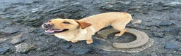 Goldador dogs for sale: Golden Retriever Labrador Puppies Due - Advert 12
