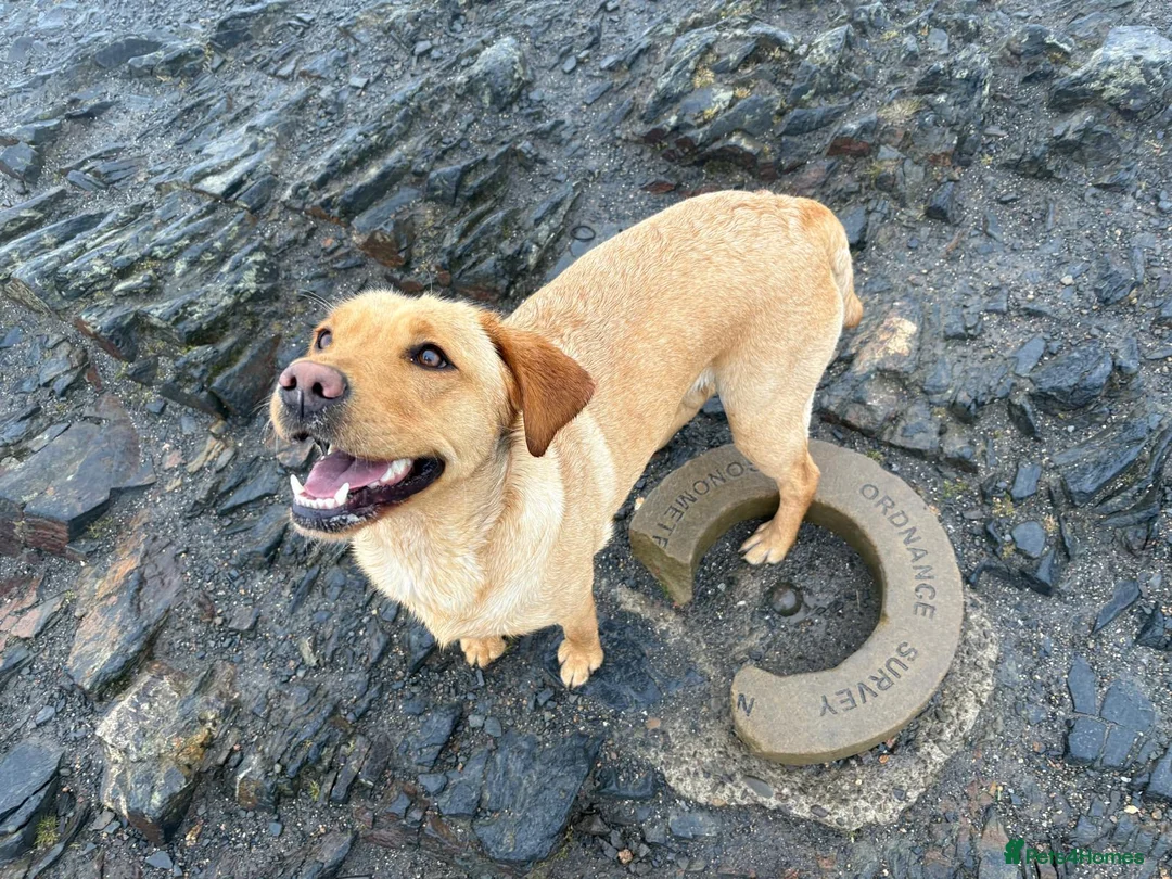 Goldador dogs for sale: Golden Retriever Labrador Puppies Due - Advert 12