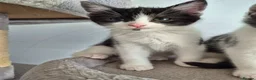 Mixed Breed cats for sale: Ragdoll cross - Advert 3