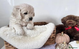 Golden Retriever dogs for sale: Golden retriever puppy's  - Image 4