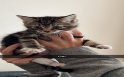 Mixed Breed cats for sale: 4 mixed breed kittens looking for forever homes.  - Image 5