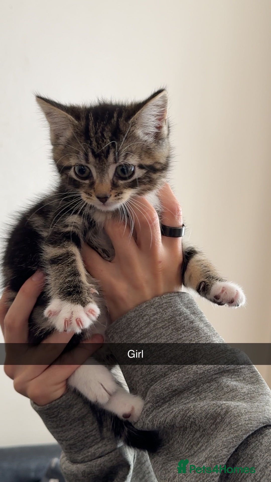 Mixed Breed cats for sale: 4 mixed breed kittens looking for forever homes.  - Image 5