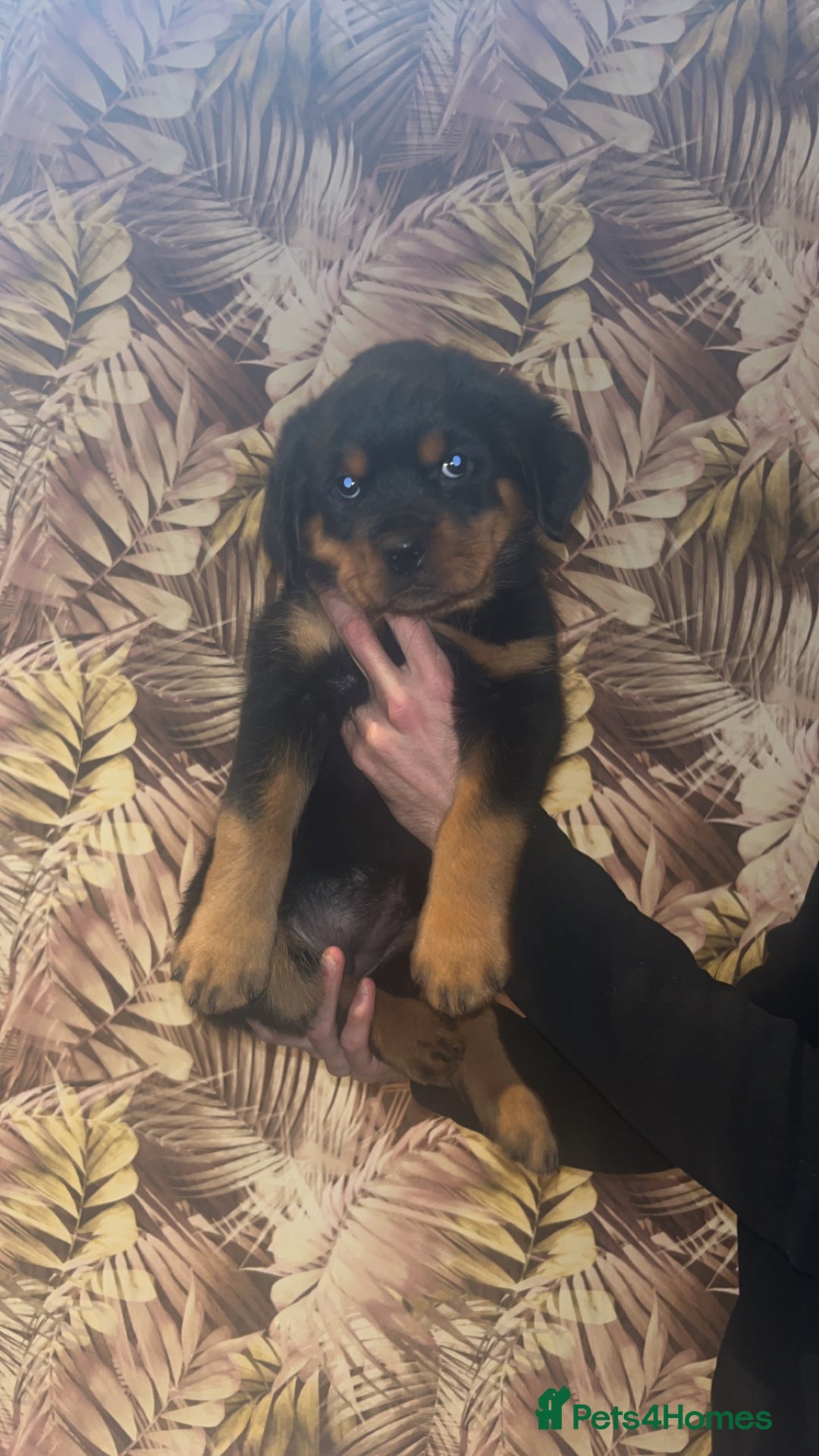 Rottweiler dogs for sale: champion bloodline full German pedigree pups  - Advert 11