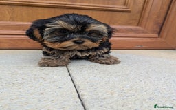 Shorkie dogs for sale: Little bundles of joy 🩵🩷 - Image 1