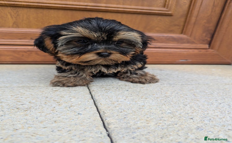 Shorkie dogs - Advert 1