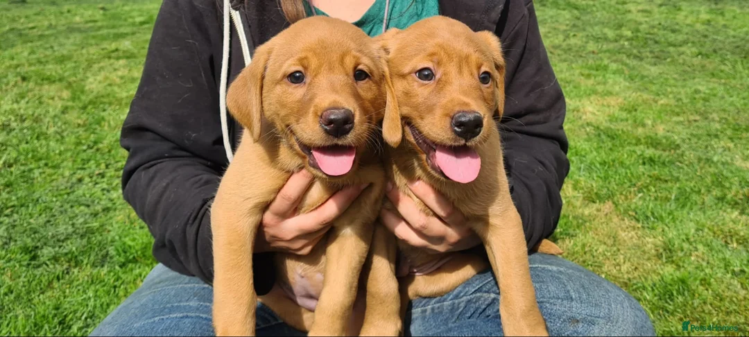 Labrador Retriever dogs for stud: Our Handsome FULLY HEALTH Tested Fox Red Stud Dog in Bristol - Advert 17