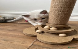 Ragdoll cats for sale: PURE BREED RAGDOLL KITTENS BLUE - Image 6