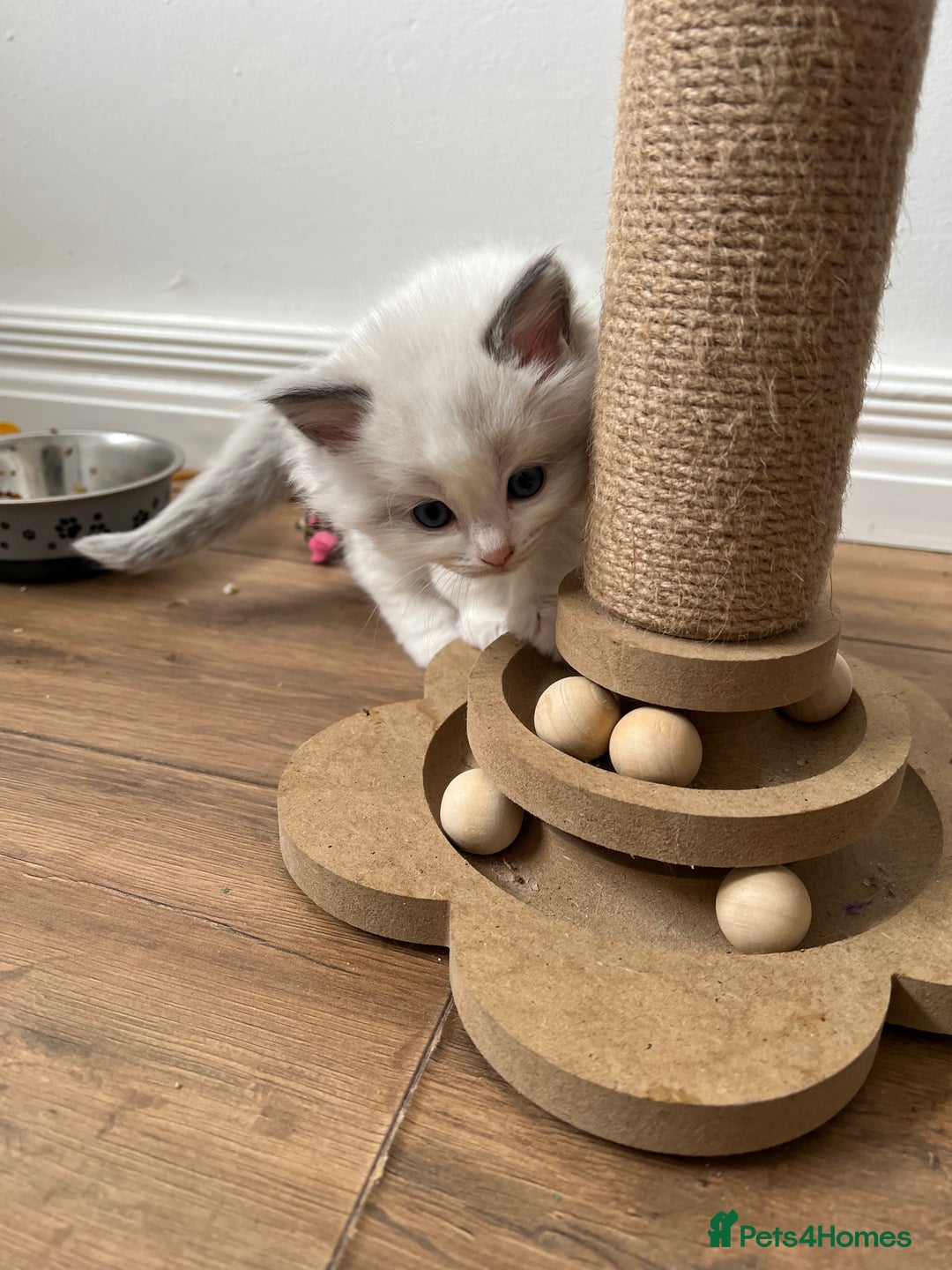 Ragdoll cats for sale: PURE BREED RAGDOLL KITTENS BLUE - Image 6