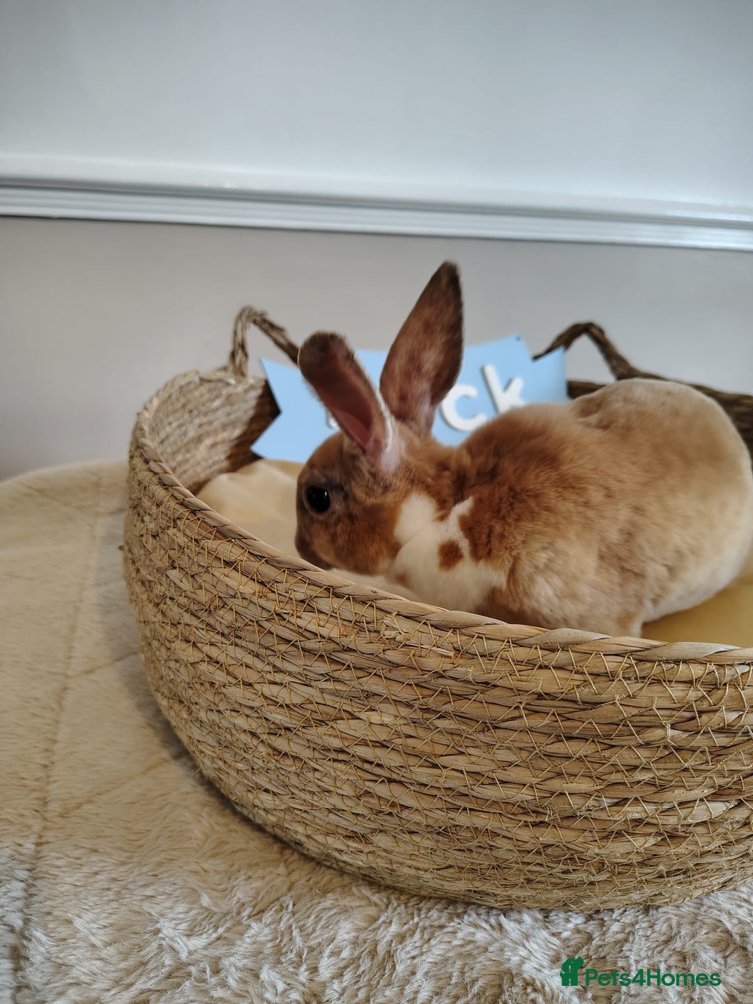 Rex rabbits for sale: Lovely Rex rabbit babies  - Image 23