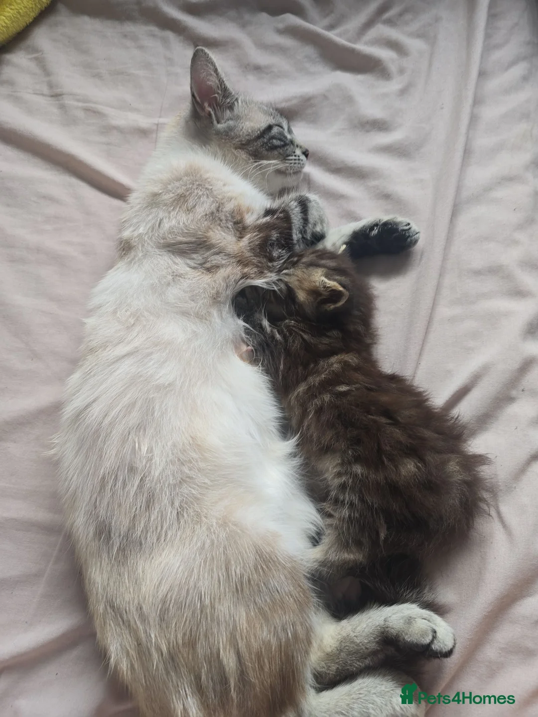 Mixed Breed cats for sale: Beautiful Long-Haired Kitten – Raised with Mum in Spalding - Advert 2