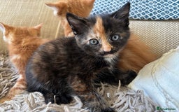 Mixed Breed cats for sale: 3 gorgeous kittens available  - Image 7