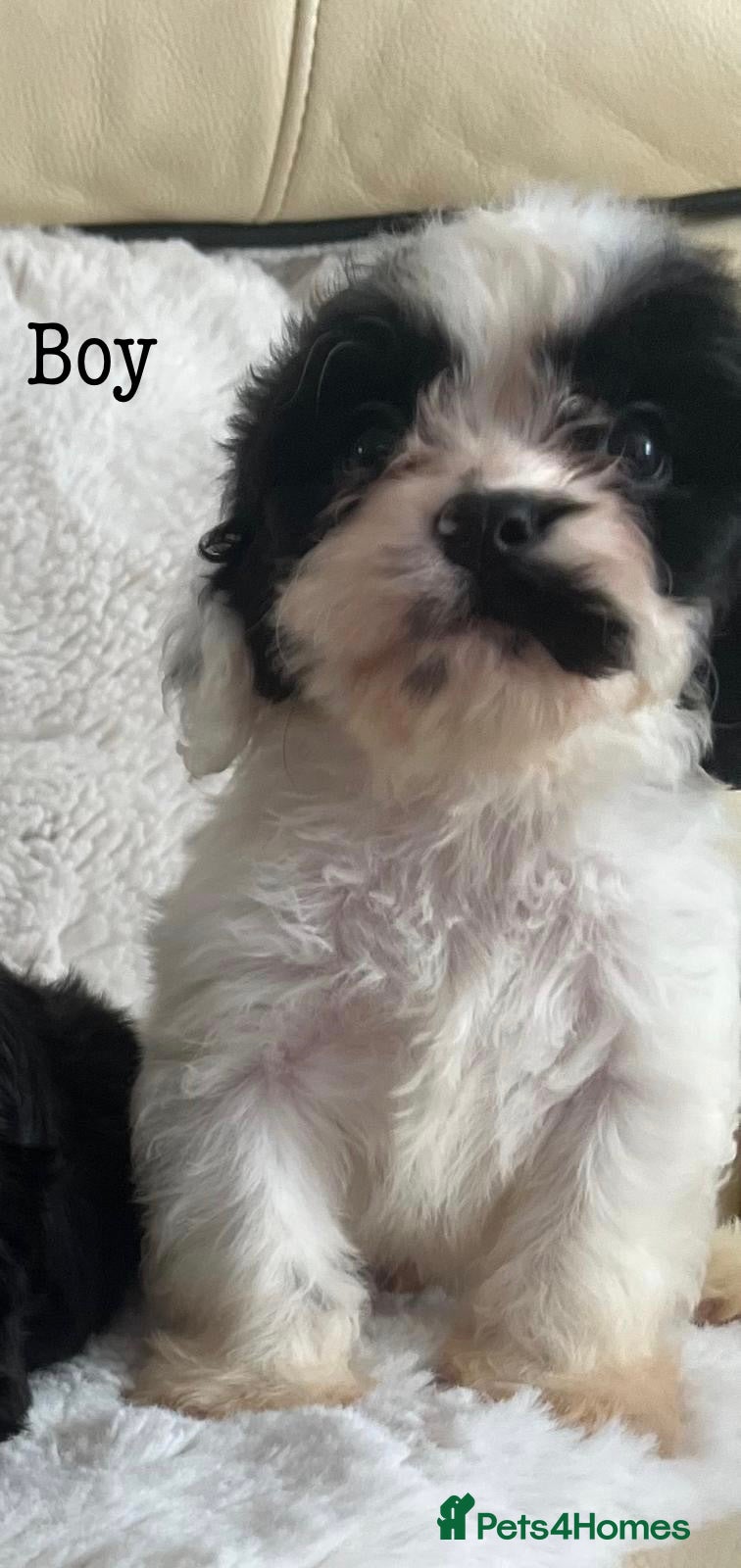 Cavapoo dogs Tri cavapoo puppies for sale - Advert 2
