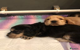Cocker Spaniel dogs for sale: Beautiful litter of KC reg Cocker Spaniel puppies - Image 5