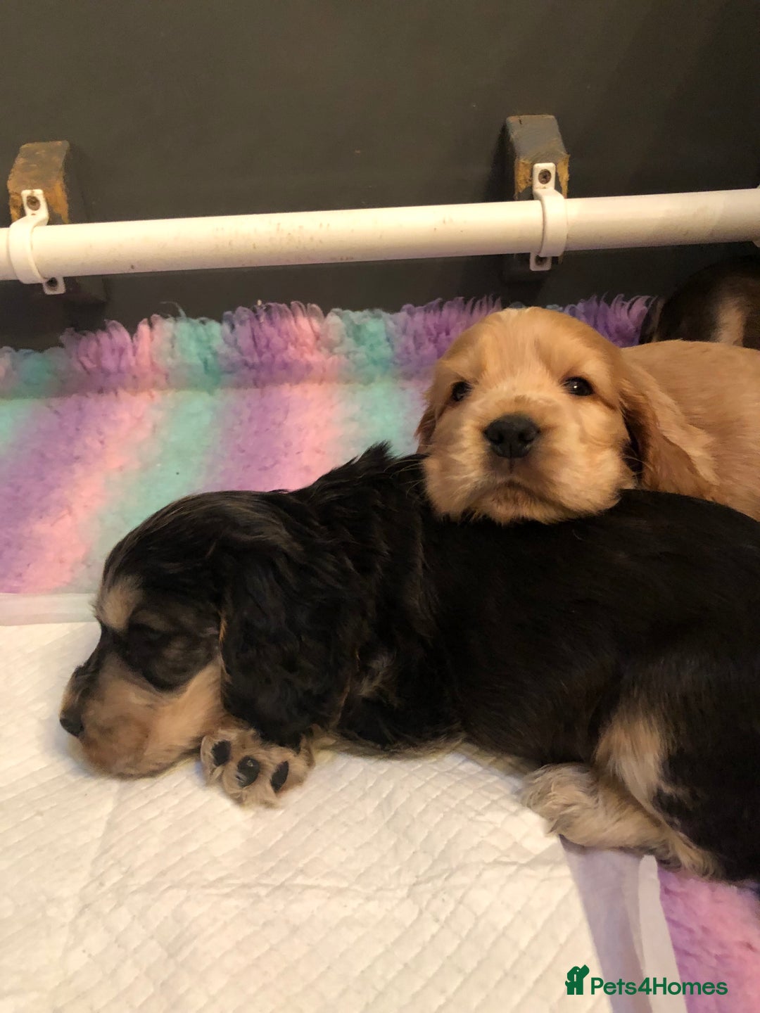 Cocker Spaniel dogs for sale: Beautiful litter of KC reg Cocker Spaniel puppies - Image 5