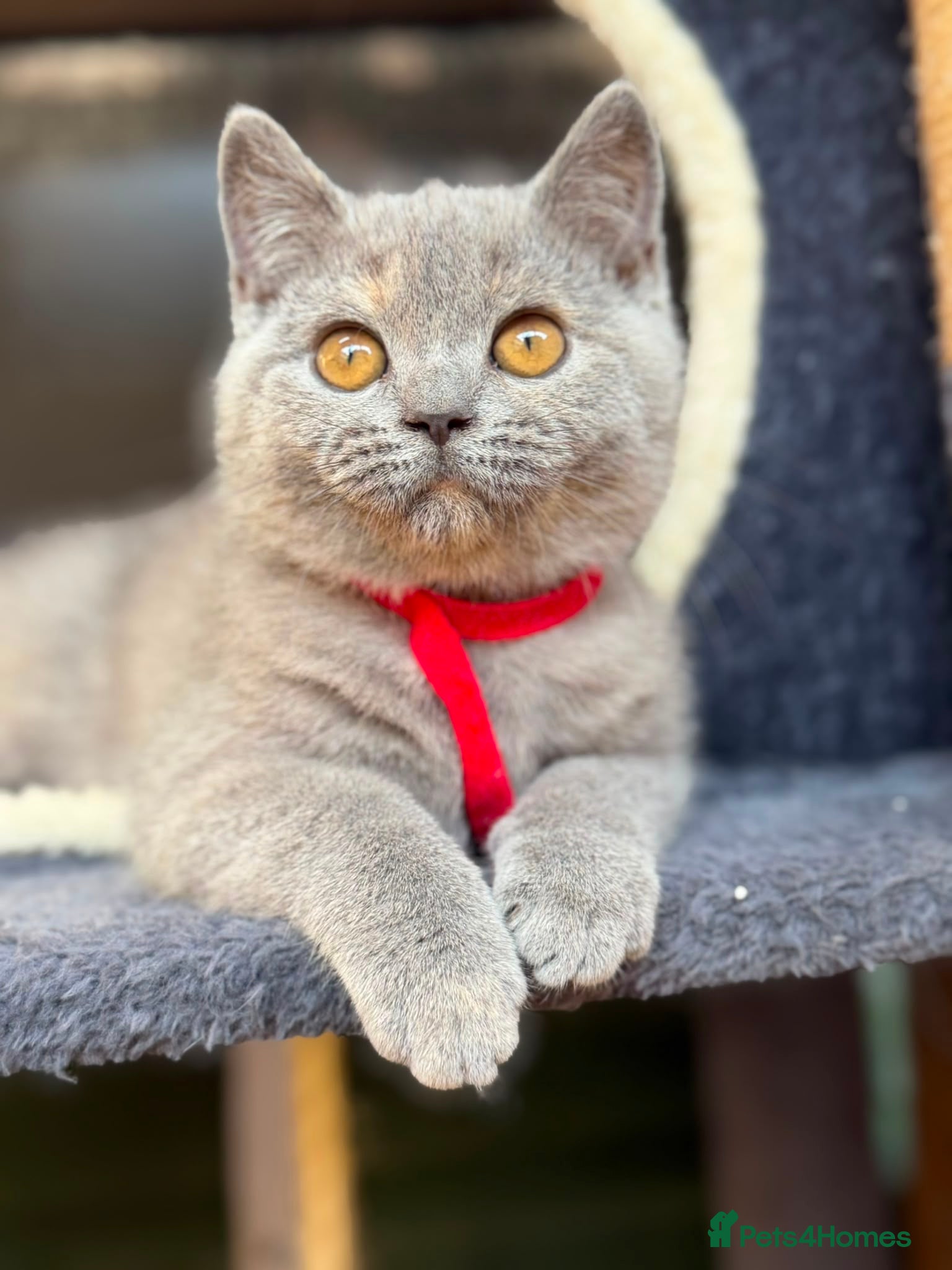 British Shorthair cats 1 BEAUTIFUL BSH TICA GIRL - Advert 11
