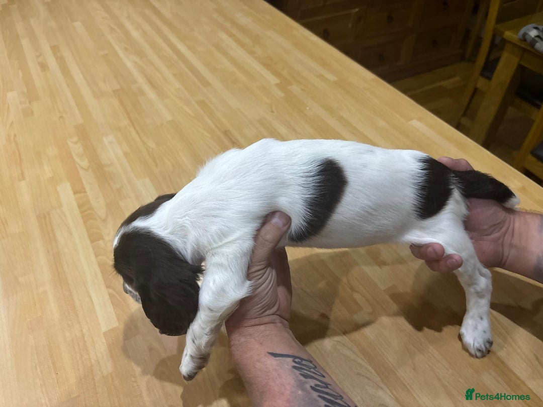 English Springer Spaniel dogs for sale: 🐾 Pedigree English Springer Spaniel Puppies 🐾 - Image 6