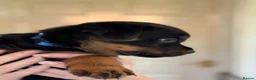 Rottweiler dogs for sale: Rottweiler puppies - Advert 29