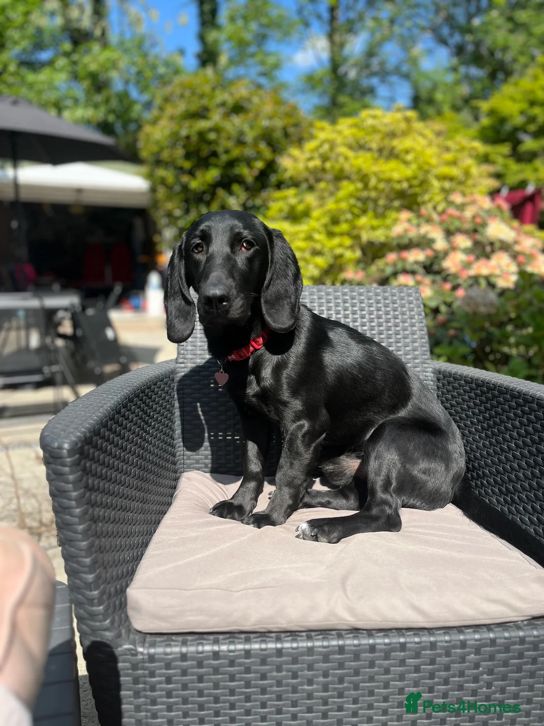 Mixed Breed dogs for sale: Otis - 1 year old Bassador male  in Bolton - Advert 2