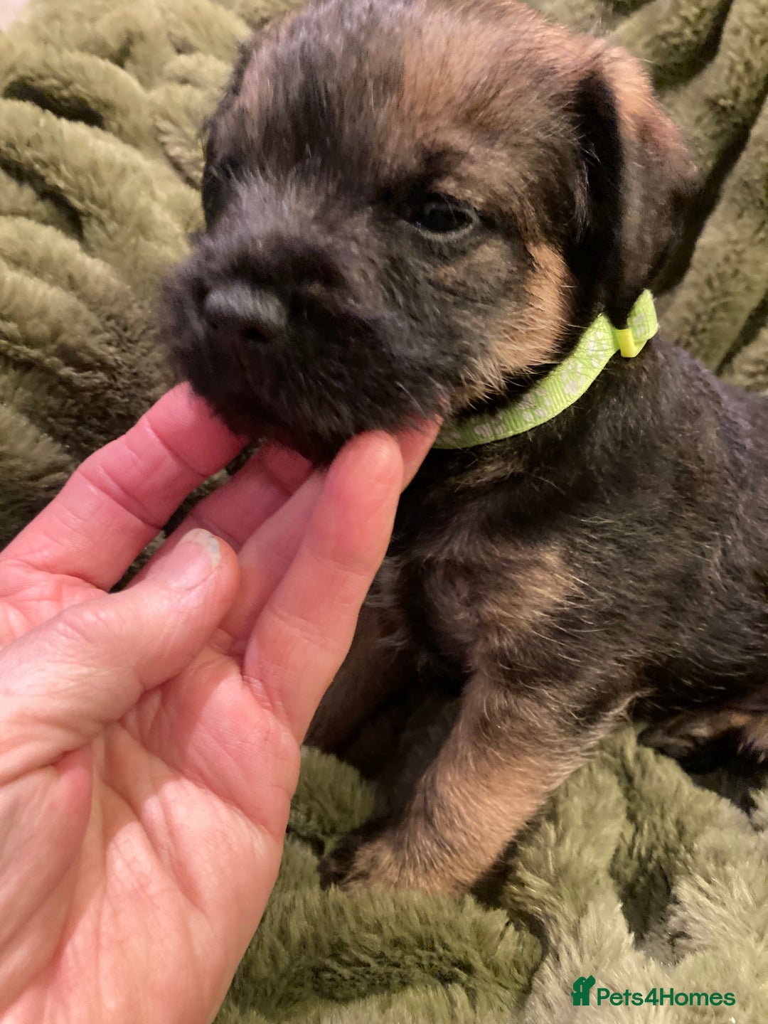 Border Terrier dogs for sale: Quality Border Terrier Puppies - Advert 4