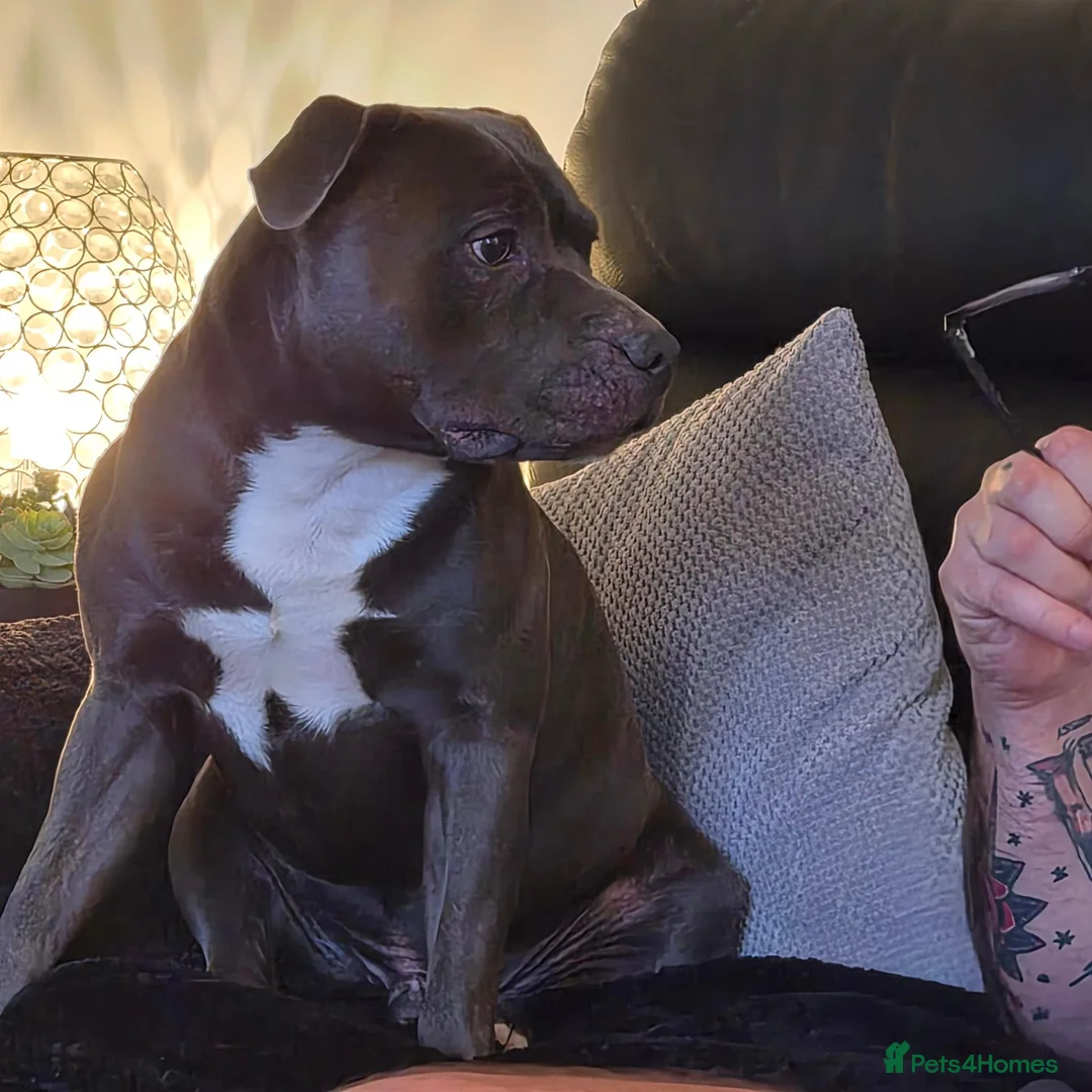 Staffordshire Bull Terrier dogs for stud: Archie  in Leeds - Advert 5