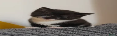 Mixed Breed 1