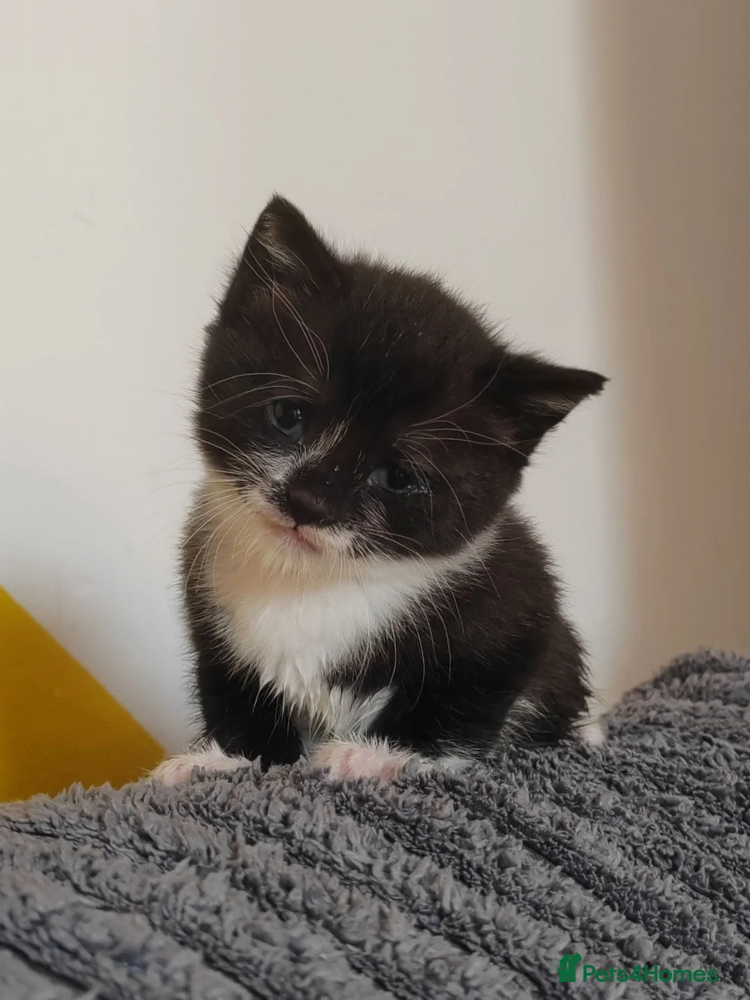 Mixed Breed cats for sale: Male kitten  - Advert 2