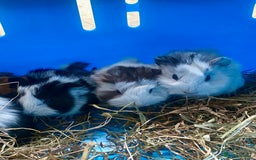 Guinea Pig rodents for sale: Baby guineas boys and girls available  - Image 2