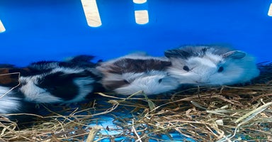 Guinea Pig rodents - Advert 6